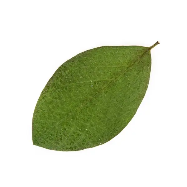 白い背景に孤立した緑の葉 — ストック写真