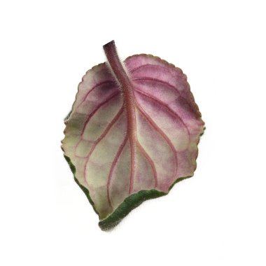 İzole edilmiş beyaz arkaplanda yeşil yaprak