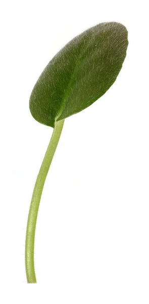 Зеленый Лист Изолированном Белом Фоне — стоковое фото