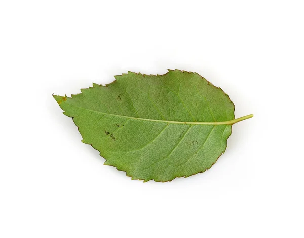 Hoja Rosa Aislada Sobre Fondo Blanco —  Fotos de Stock