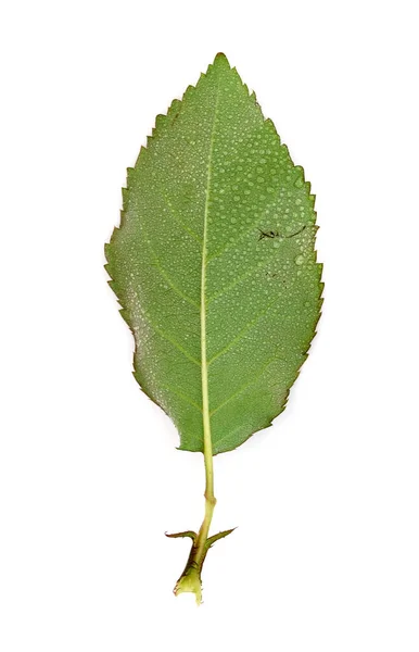 Hoja Rosa Aislada Sobre Fondo Blanco —  Fotos de Stock