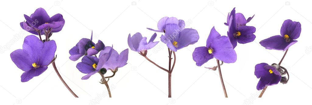 Violet flowers close-up isolated on a white background