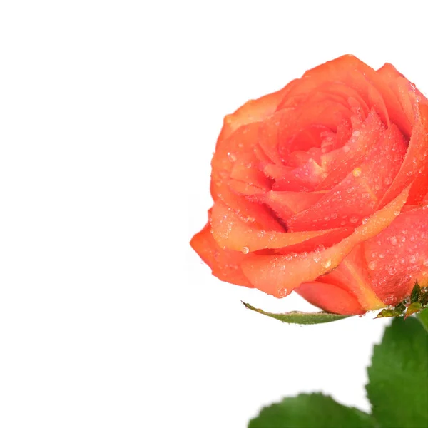 Blommande Ros Isolerad Vit Bakgrund — Stockfoto