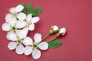 Kırmızı arkaplanda izole edilmiş kiraz ağacı (sakura) çiçekleri