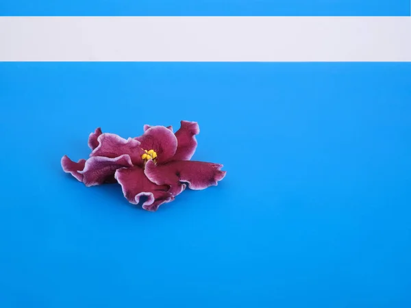 Fiore Viola Primo Piano Isolato Sfondo Blu — Foto Stock