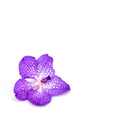 Beyaz arkaplanda güzel pembe bir orkide