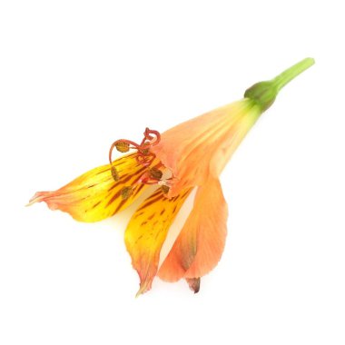 Beyaz arkaplanda güzel sarı bir orkide