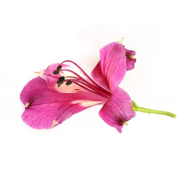 Orquídea Rosa Bonita Fundo Branco — Fotografia de Stock