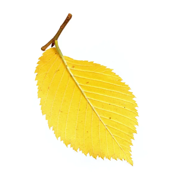 Gelbes Herbstblatt Auf Isoliertem Weißem Hintergrund — Stockfoto