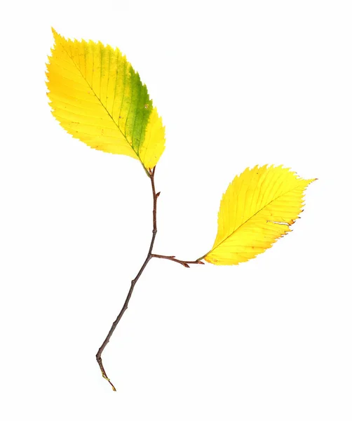 Ramo Árvore Com Folhas Outono Amarelo Isolado Fundo Branco — Fotografia de Stock