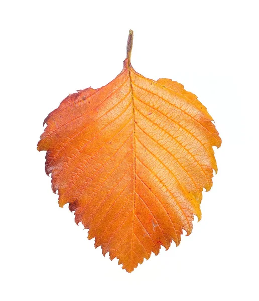 Rotes Herbstblatt Auf Isoliertem Weißem Hintergrund — Stockfoto
