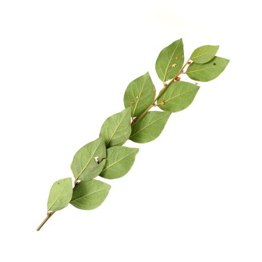 Beyaz arkaplanda küçük yapraklı bitki dalı