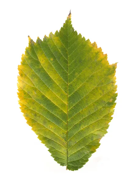 Grünes Und Gelbes Herbstblatt Auf Isoliertem Weißem Hintergrund — Stockfoto