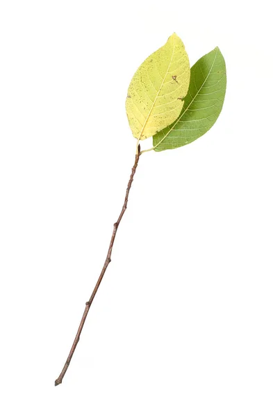 Branche Végétale Avec Petites Feuilles Isolées Sur Fond Blanc — Photo