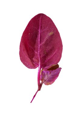 Kırmızı çimen beyaz arkaplanda izole (Atriplex kırmızı)