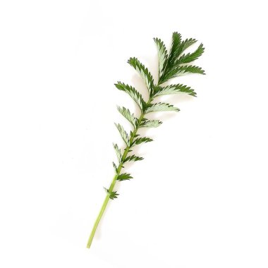 Beyaz arkaplanda yeşil çimenler izole edilmiş