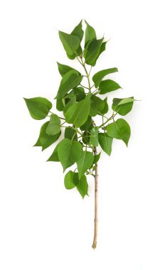 Beyaz arkaplanda yeşil yapraklı leylak dalı