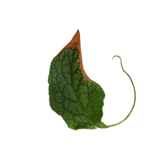 白い背景に孤立した緑の葉 — ストック写真