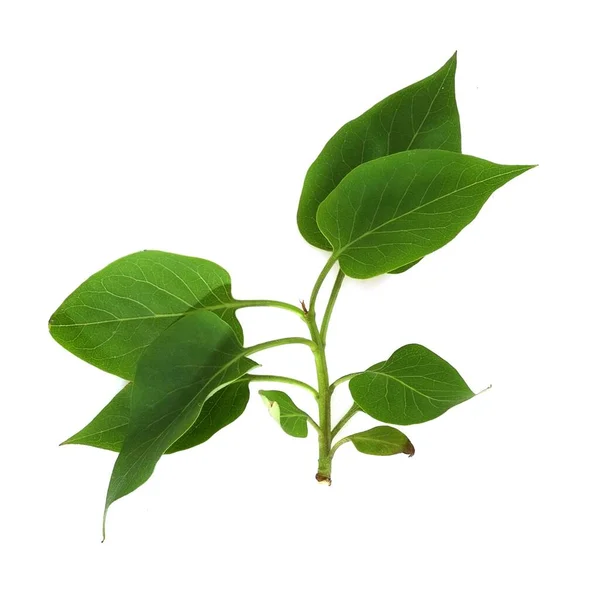 Fliederzweig Mit Grünen Blättern Isoliert Auf Weißem Hintergrund — Stockfoto