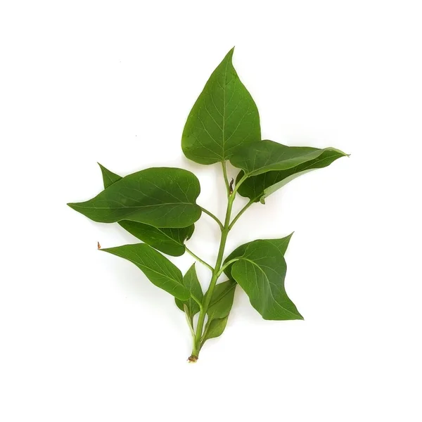 Fliederzweig Mit Grünen Blättern Isoliert Auf Weißem Hintergrund — Stockfoto