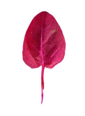 Kırmızı çimen beyaz arkaplanda izole (Atriplex kırmızı)