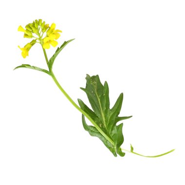 Beyaz arkaplanda sarı acı teresi var.