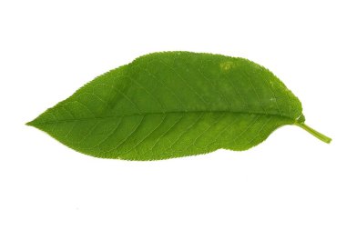 Beyaz arkaplanda kuş kiraz ağacı yaprağı izole