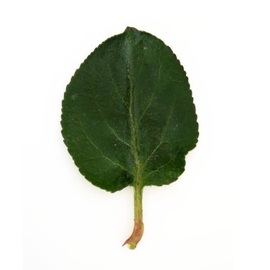 Beyaz arkaplanda elma yaprağı izole