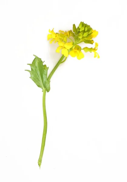 Virágzó Sárga Bittercress Elszigetelt Fehér Alapon — Stock Fotó