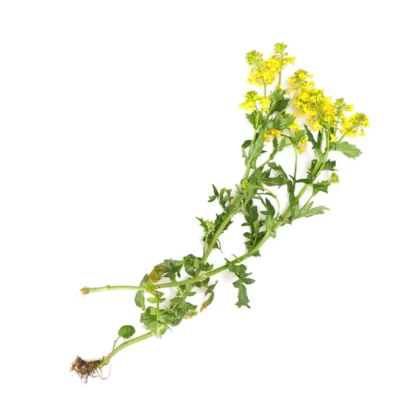 Квітуча Жовта Гірчиця Ізольована Білому Тлі — стокове фото