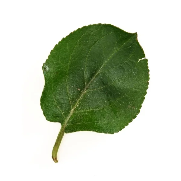 Beyaz Arkaplanda Elma Yaprağı Izole — Stok fotoğraf