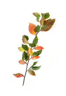 Beyaz arkaplanda küçük yapraklı bitki dalı