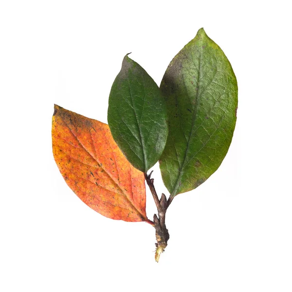 Красные Зеленые Осенние Листья Изолированы Белом Фоне — стоковое фото