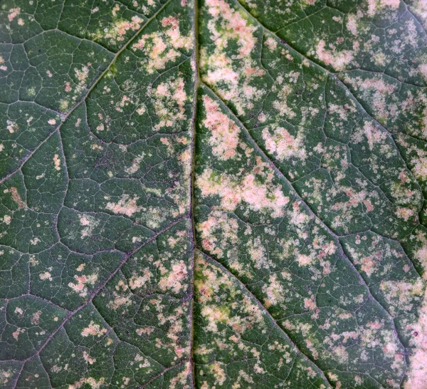 Foglia Autunnale Gialla Verde Fondo Bianco Isolato — Foto Stock