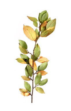 Beyaz arkaplanda küçük yapraklı bitki dalı