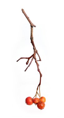 Beyaz arka planda kırmızı böğürtlenli bitki kabuğu dalı