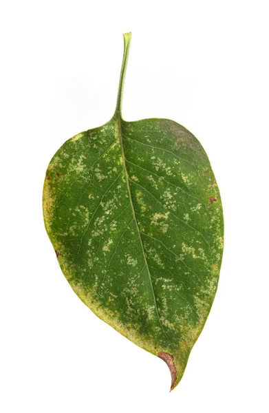 Grünes Herbstblatt Isoliert Auf Weißem Hintergrund — Stockfoto