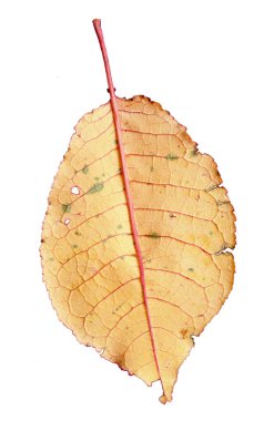 İzole edilmiş beyaz arkaplanda sarı sonbahar yaprağı