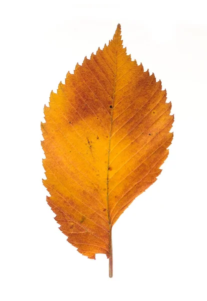 Rotes Herbstblatt Isoliert Auf Weißem Hintergrund — Stockfoto