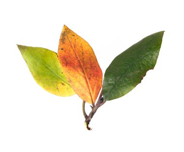 Kırmızı ve yeşil sonbahar yaprakları beyaz arka planda izole edilmiş