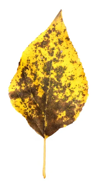 黄色的秋叶 白色的背景隔离在一起 — 图库照片
