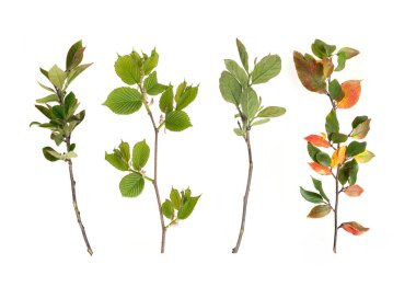 Beyaz arkaplanda izole edilmiş bitki dalları