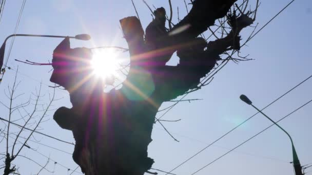 Arbre sans feuilles en hiver sous les nuages laps de temps 4K. Ciel bleu et ciel en arrière-plan — Video