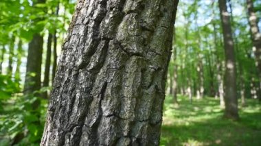 Bir ağaç yakın çekim kabuğu. Doğa arka plan