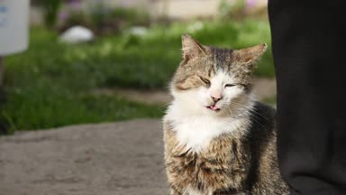 kedi içinde belgili tanımlık yarda oturuyor. arka planda insan bacaklar
