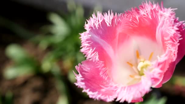 Rosa tulpaner på nära håll. söt rosa tulpaner. Vårens rosa blommor — Stockvideo