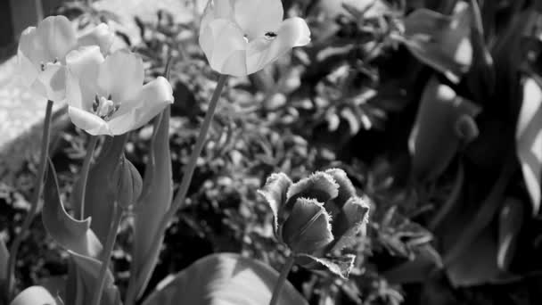 Closeup πολλά μπουμπούκια όμορφα φρέσκα λουλούδια που αυξάνεται στο παρτέρι, στο πάρκο της πόλης. Μαύρο και άσπρο βίντεο από τουλίπες και τα φύλλα. Πλήρες βίντεο hd σε πραγματικό χρόνο — Αρχείο Βίντεο