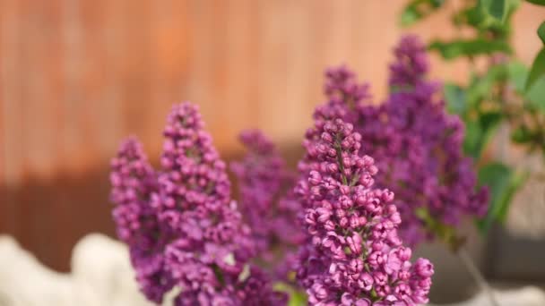 Lilacs flowering, blooming, filmed with glide rails. Garden of lilacs. Flowers of lilac, blooming, lilacs — Stock Video