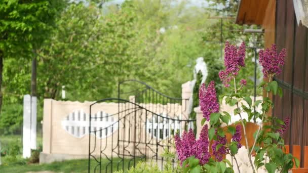 Lilacs flowering, blooming, filmed with glide rails. Garden of lilacs. Flowers of lilac, blooming, lilacs — Stock Video