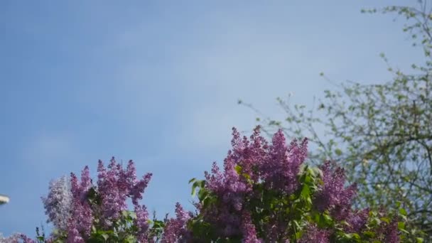 Lilacs flowering, blooming, filmed with glide rails. Garden of lilacs. Flowers of lilac, blooming, lilacs
